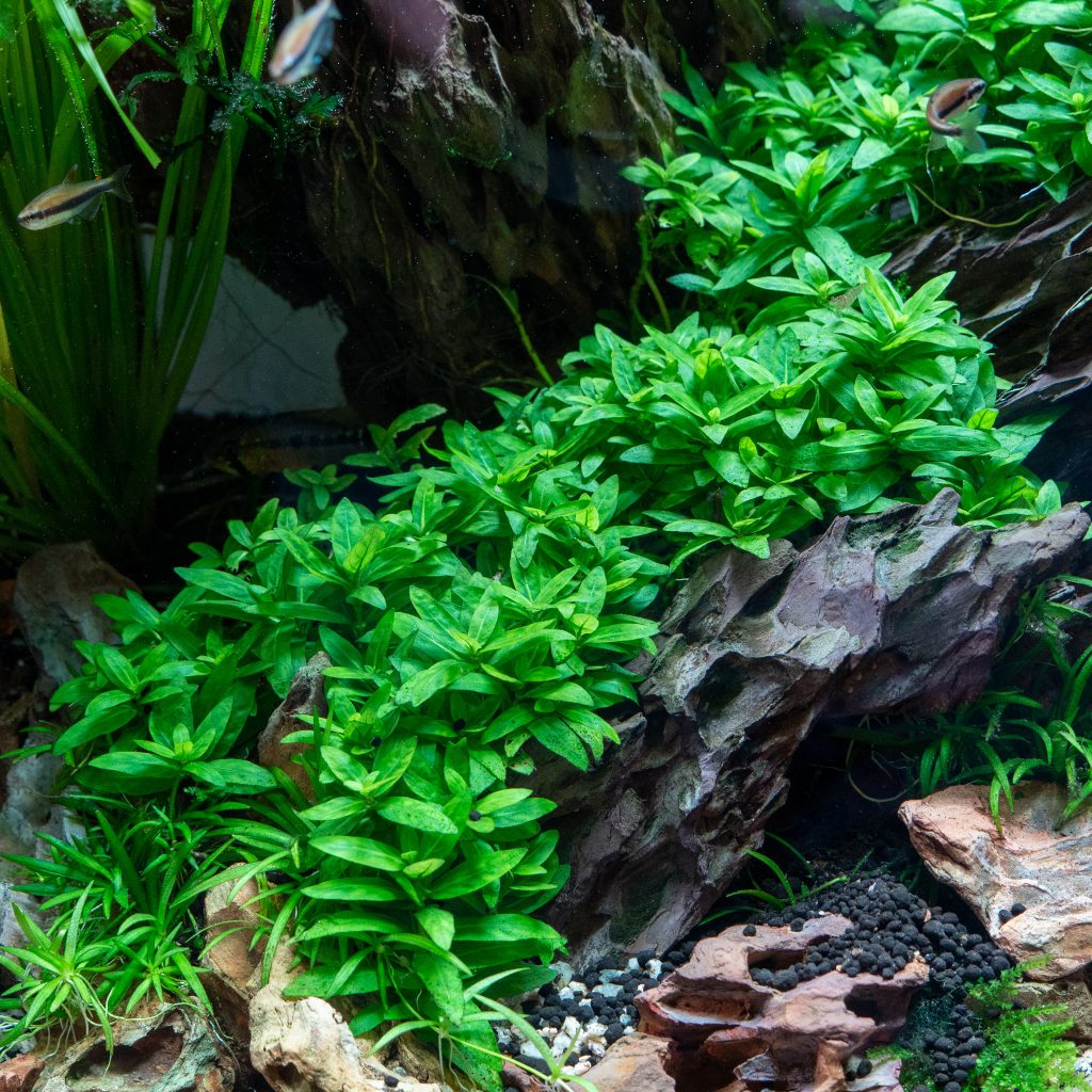 [Shrimp Safe] Submersed Staurogyne Repens Aquatic Plant – Shrimpoly