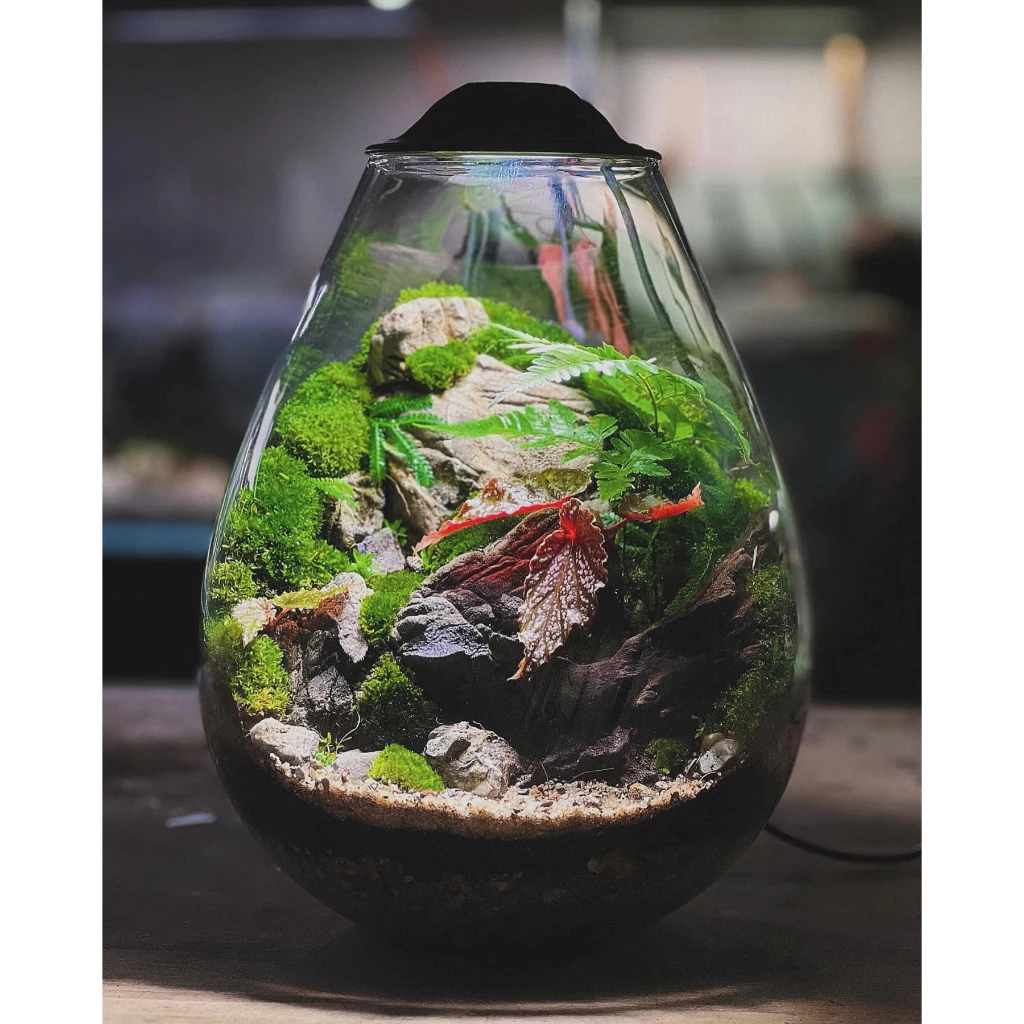 Chihiros ECO Ping Terrarium - Image 8
