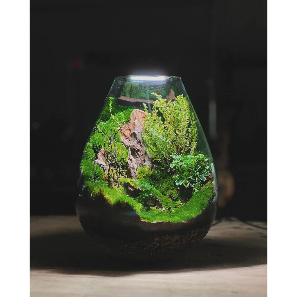 Chihiros ECO Ping Terrarium - Image 7